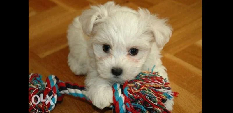 Maltezer i coton de tulear stenci na prodaju