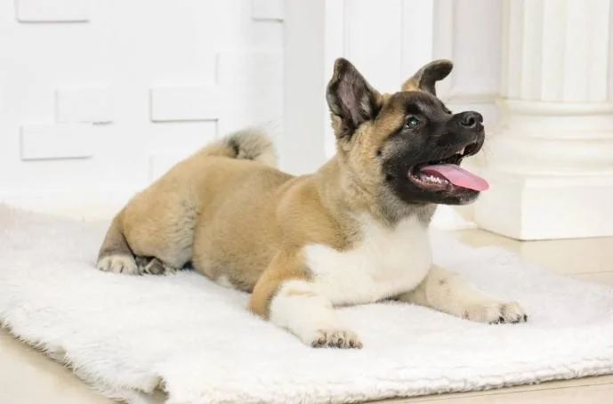 Akita inu i aljaski malamut stenci na prodaju