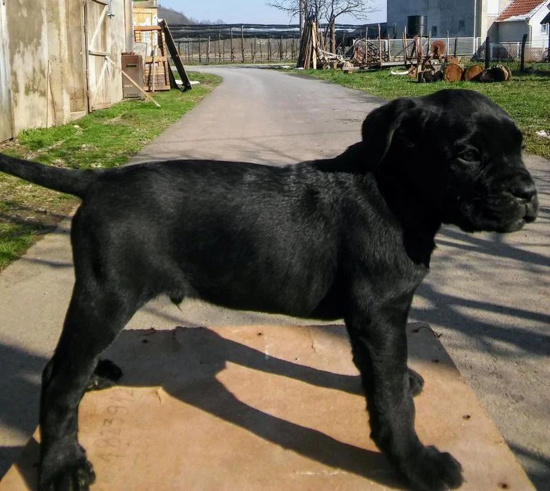 Kane korso štenci