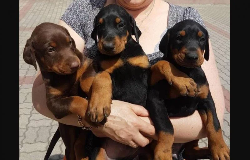 Doberman i rotvajler stenci na prodaju