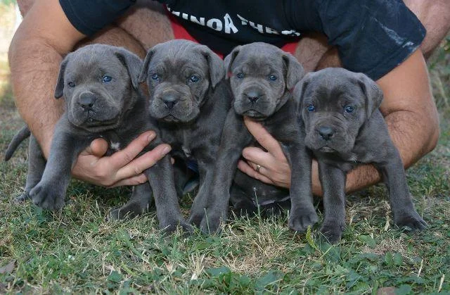 Cane Corso, stenci