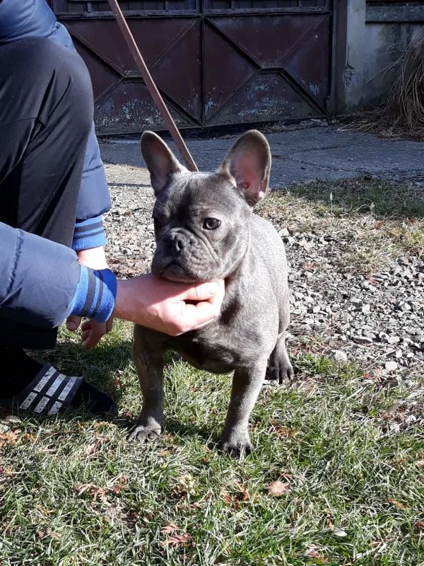 Francuski buldog prodaja