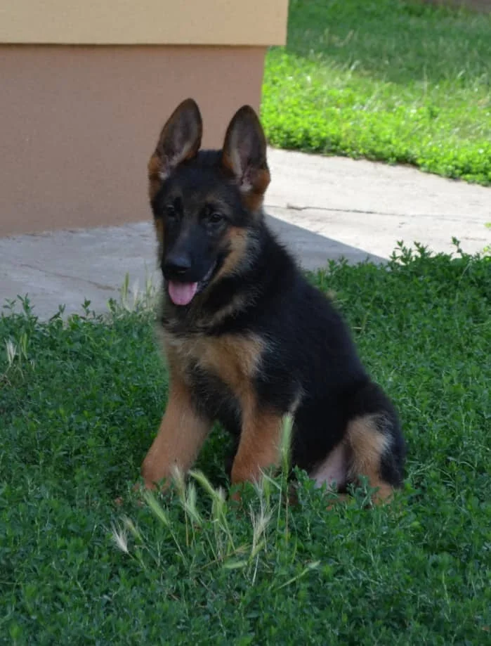 Nemački Ovčar štenci