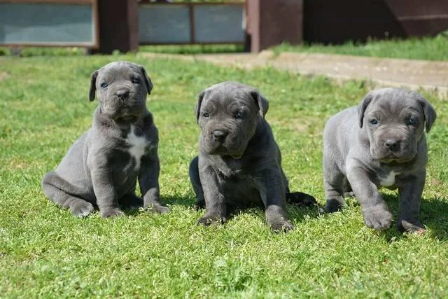 Cane Corso stenci