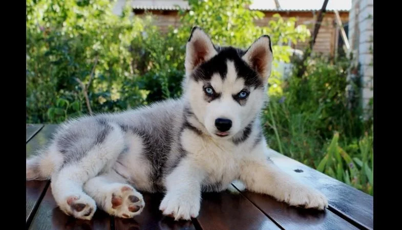 Sibirski haski i samojed stenci na prodaju