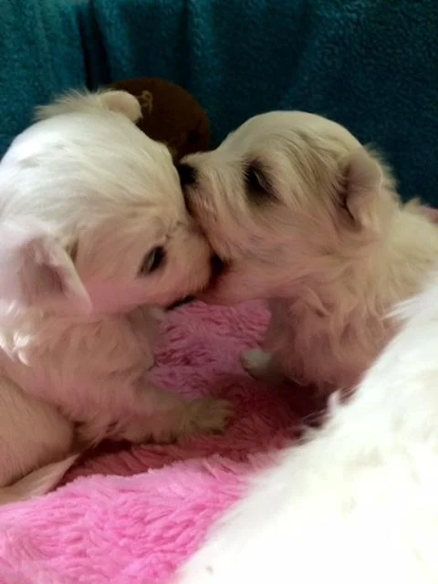 Maltezer i coton de tulear stenci na prodaju