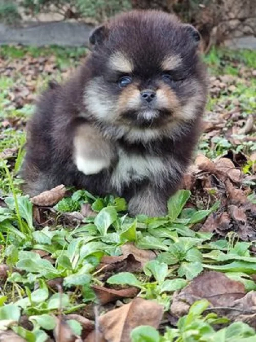 Pomeranac Boo black and tan boje