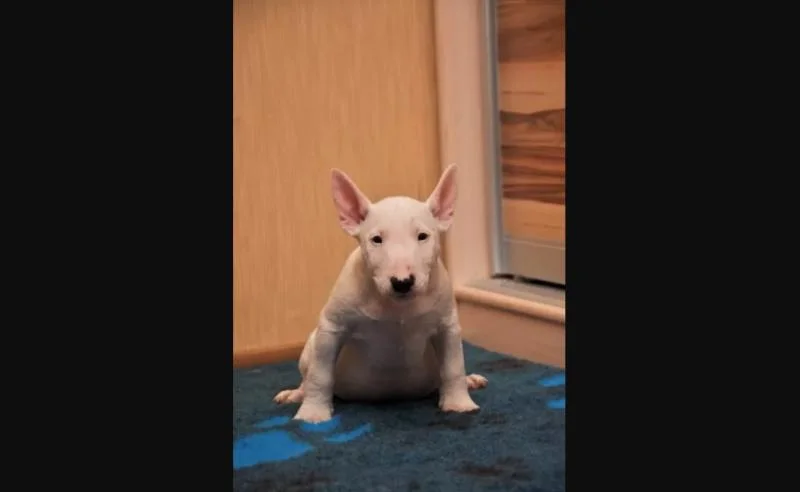 Bulterijer i dogo argentino stenci na prodaju