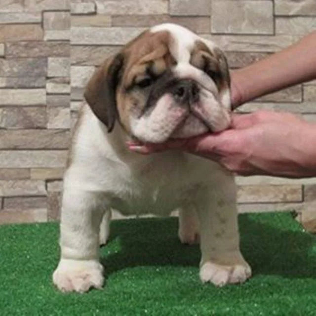 Engleski buldog prelepa stenad