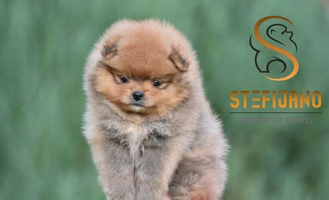 Pomeranac Boo medvedastog izgleda