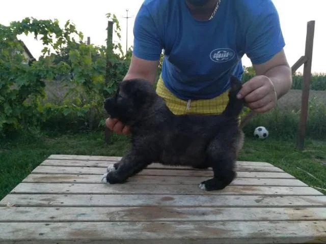 Kavkaski ovčar, štenci