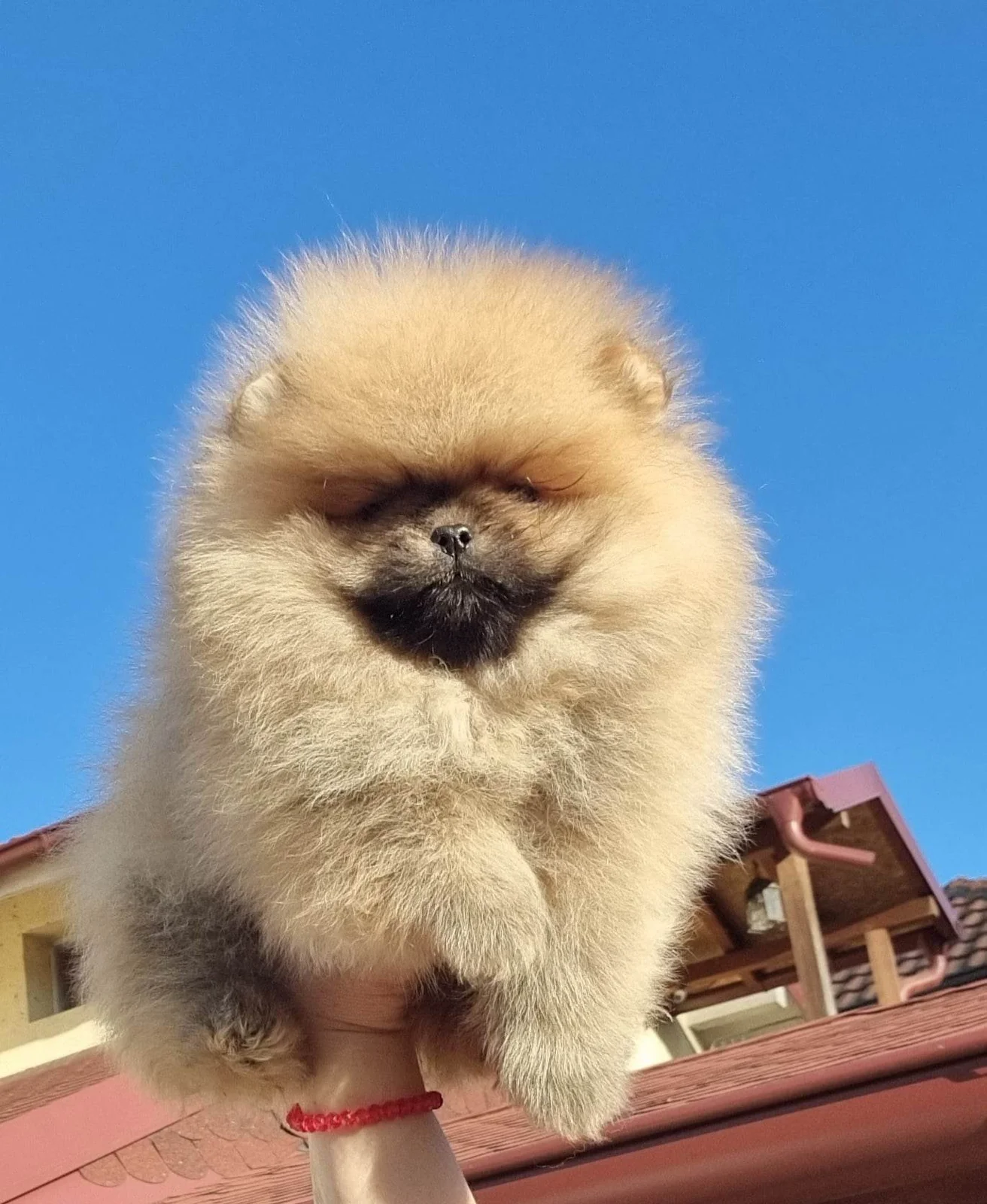 Vrhunski štenci čistokrvnih pomeranaca