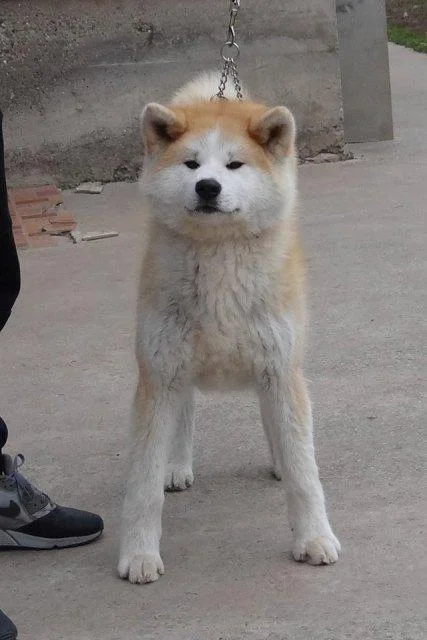 Akita Inu, mužjak