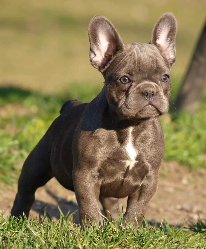 Francuski buldog štenci