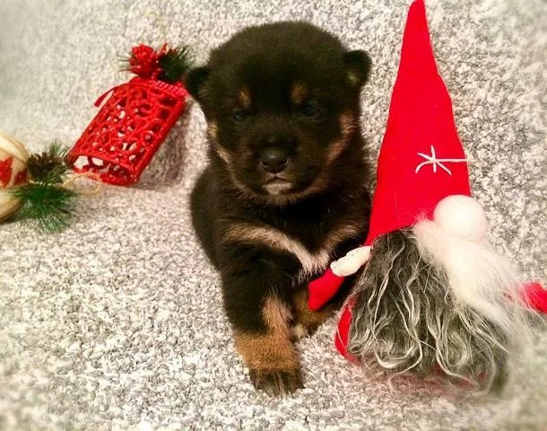Shiba Inu, kvalitetni stenci