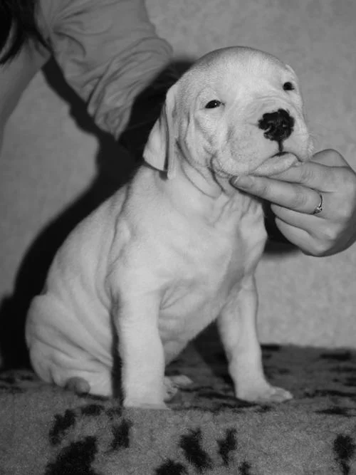 Dogo argentino i bulterijer stenci na prodaju