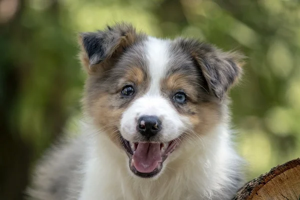 Border koli - Border collie, štenad