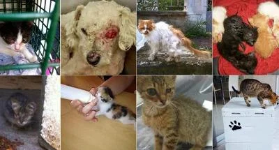 Животни - жртви на кризата во Грција