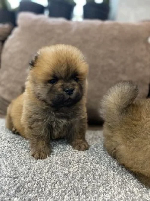 Chow-chow stenci vrhunskog kvaliteta
