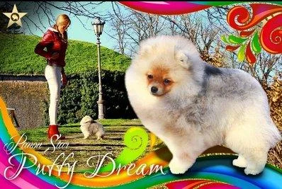 Pomeranski spic Pomeranac