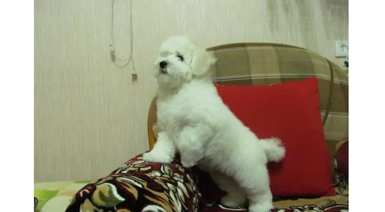 Bichon i bolonjezer stenci na prodaju