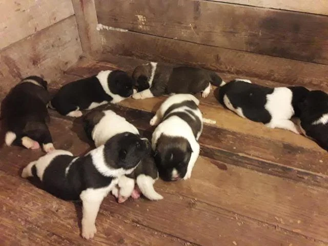 Američka Akita, štenci