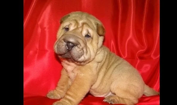 Shar pei i šiba inu stenci na prodaju