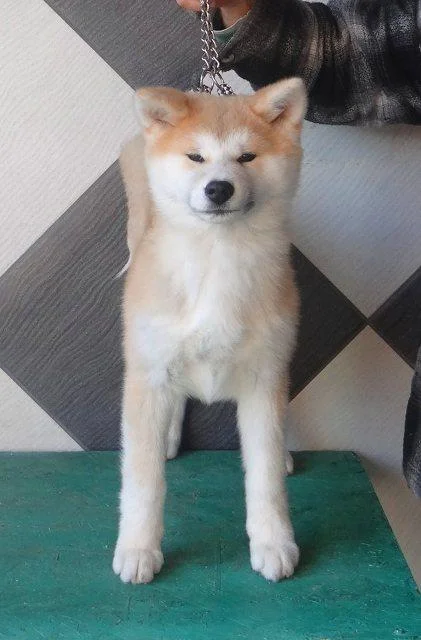 Akita Inu, prelepi štenci