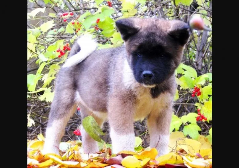 Akita inu i aljaski malamut stenci na prodaju