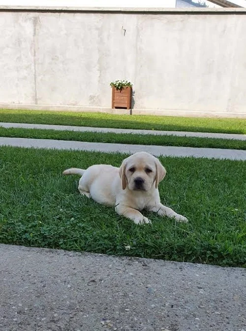 LABRADOR stenci