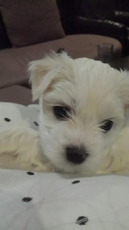 MINI MALTEZERCE
