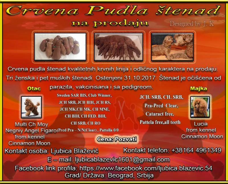 Crvena pudla štenad na prodaju