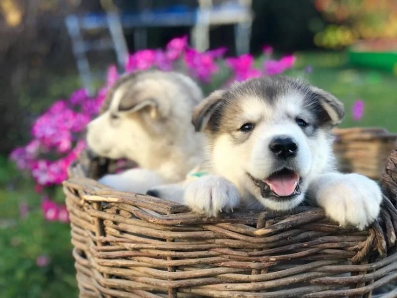 Aljaski malamut i akita inu stenci na prodaju