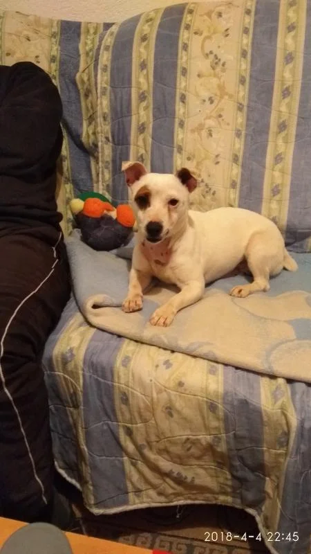 Jack Russell mazjak bara zenka za parenje