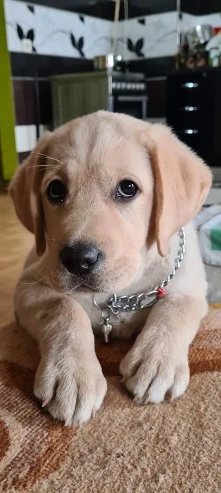 Žuti, čokoladni i crni LABRADORI