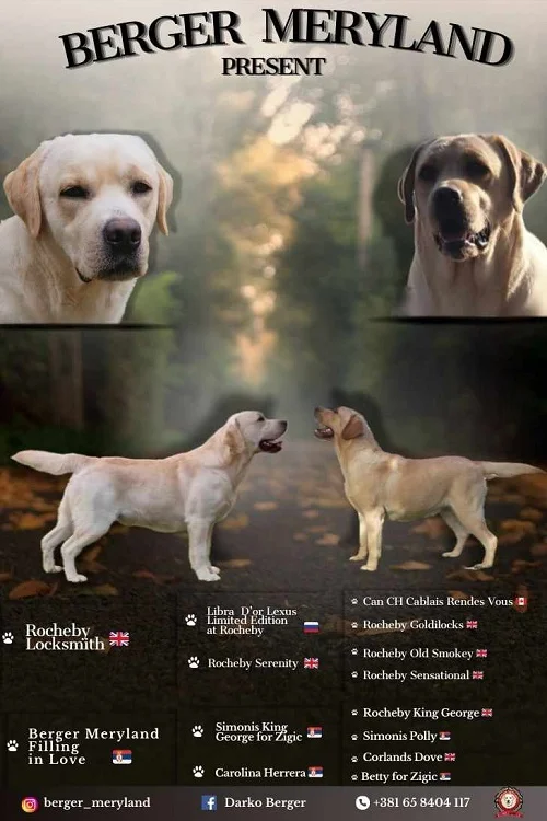 Labrador retriver