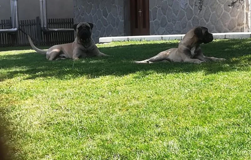 Bullmastiff musko stene na prodaju