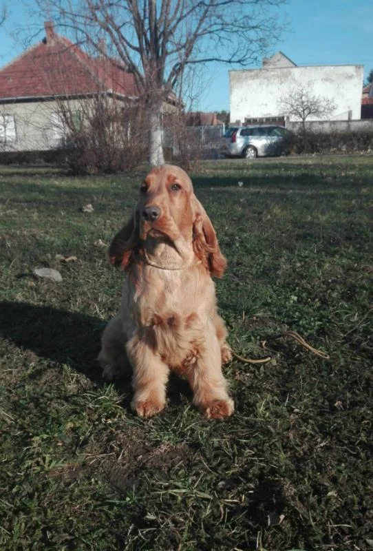 Koker spanijel