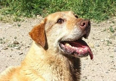 Овој град кажа НЕ за убивање на бездомните кучиња