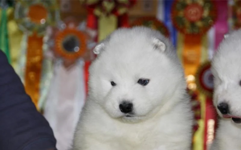 Samojed i sibirski haski stenci na prodaju