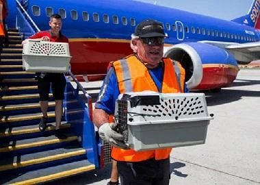 Американска авио компанија им дава втора шанса на животните спасени од ураган