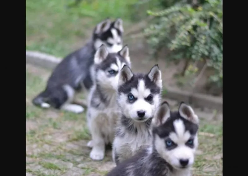Sibirski haski i samojed stenci na prodaju