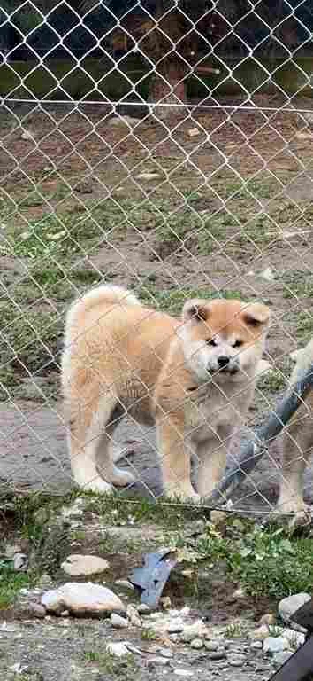 AKITA INU-Japanese Akita-Puppies with FCI papers