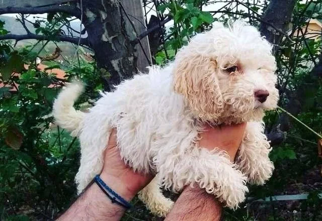 Lagotto Romagnolo, stenci