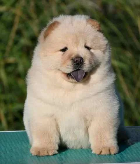 Chow Chow Cau Cau Čau Čau