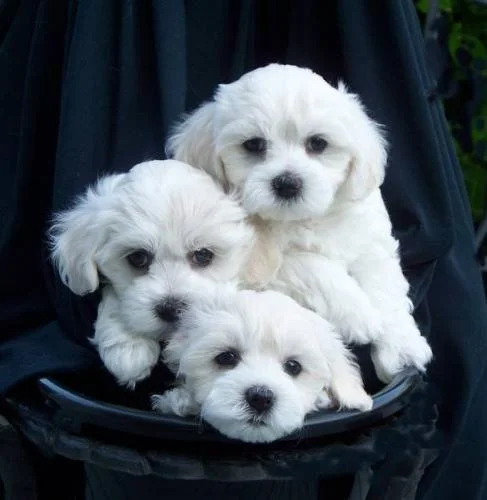 Maltezer i coton de tulear stenci na prodaju