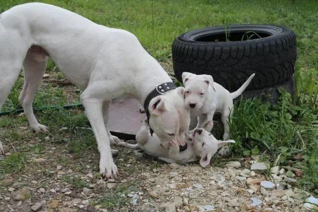 Dogo argentino i bulterijer stenci na prodaju