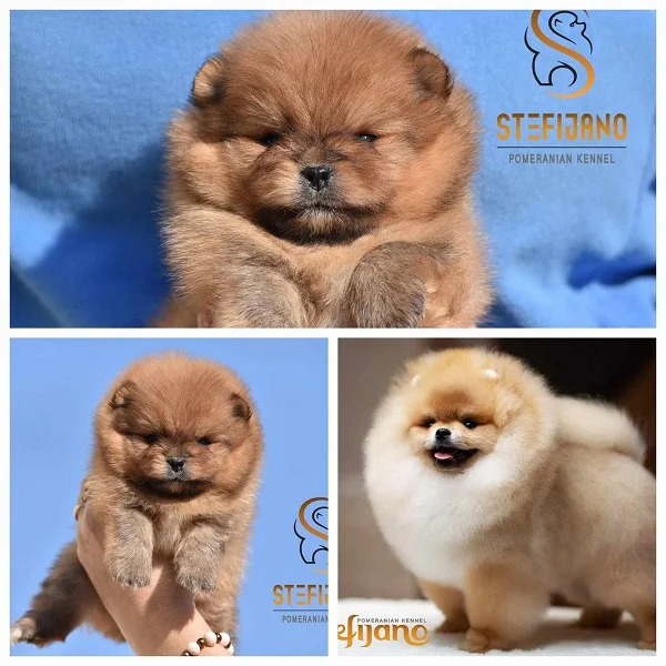 Pomeranac Boo, fantastično štene pomeranca