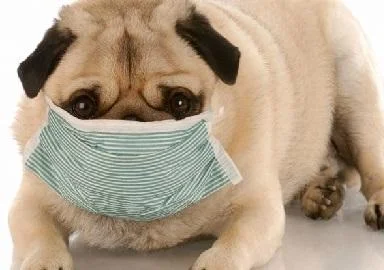 Како да го препознаете заразеното кашлање кај кучето