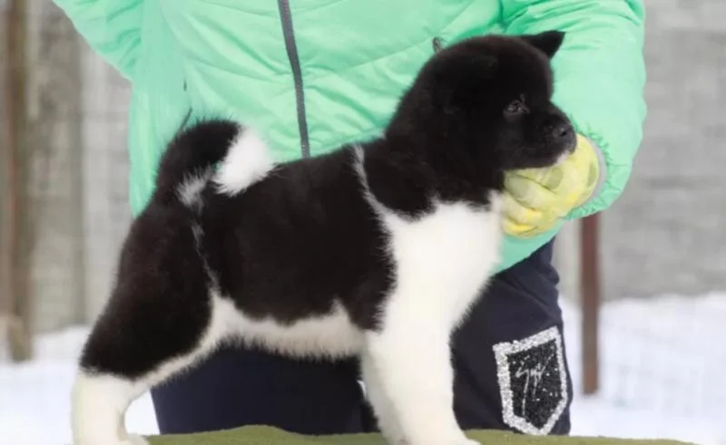 Akita inu i aljaski malamut stenci na prodaju